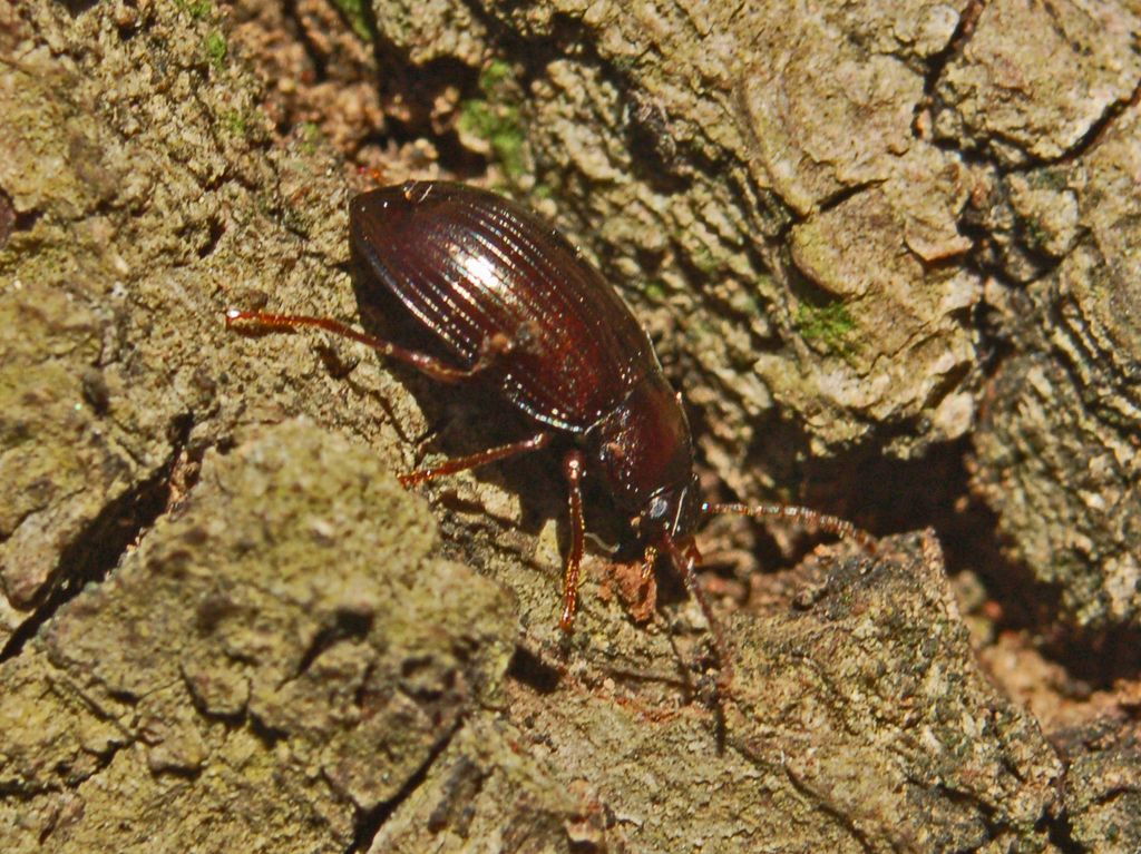 Nalassus dryadophilus del Genovesato